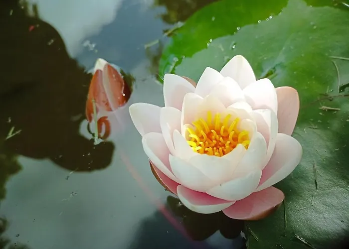 La Canette De Phil - D'hotes, Independante - Vue Sur Piscine 住宿加早餐酒店