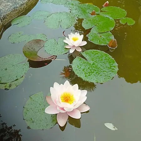 La Canette De Phil - D'hotes, Independante - Vue Sur Piscine Frühstückspension Samatan