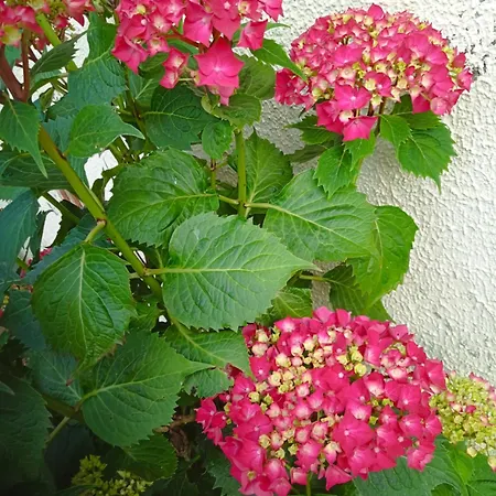 Frühstückspension La Canette De Phil - D'hotes, Independante - Vue Sur Piscine Samatan